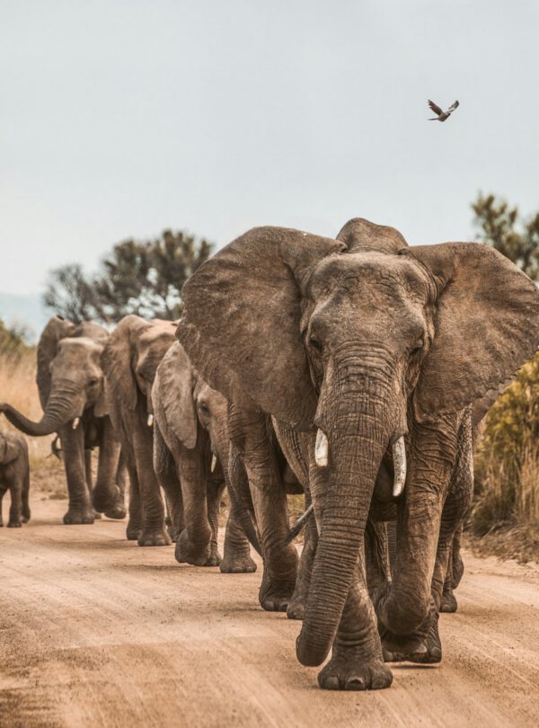 elephants on road