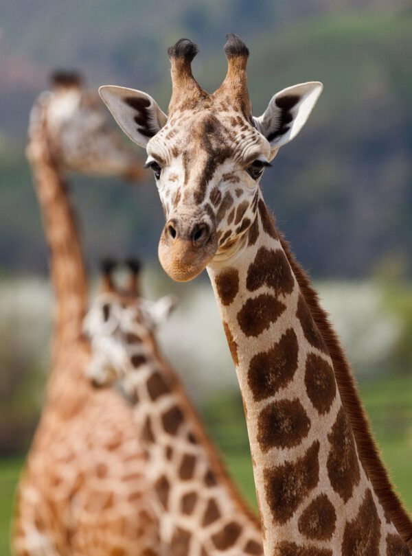 giraffe animal safari mammal 165200
