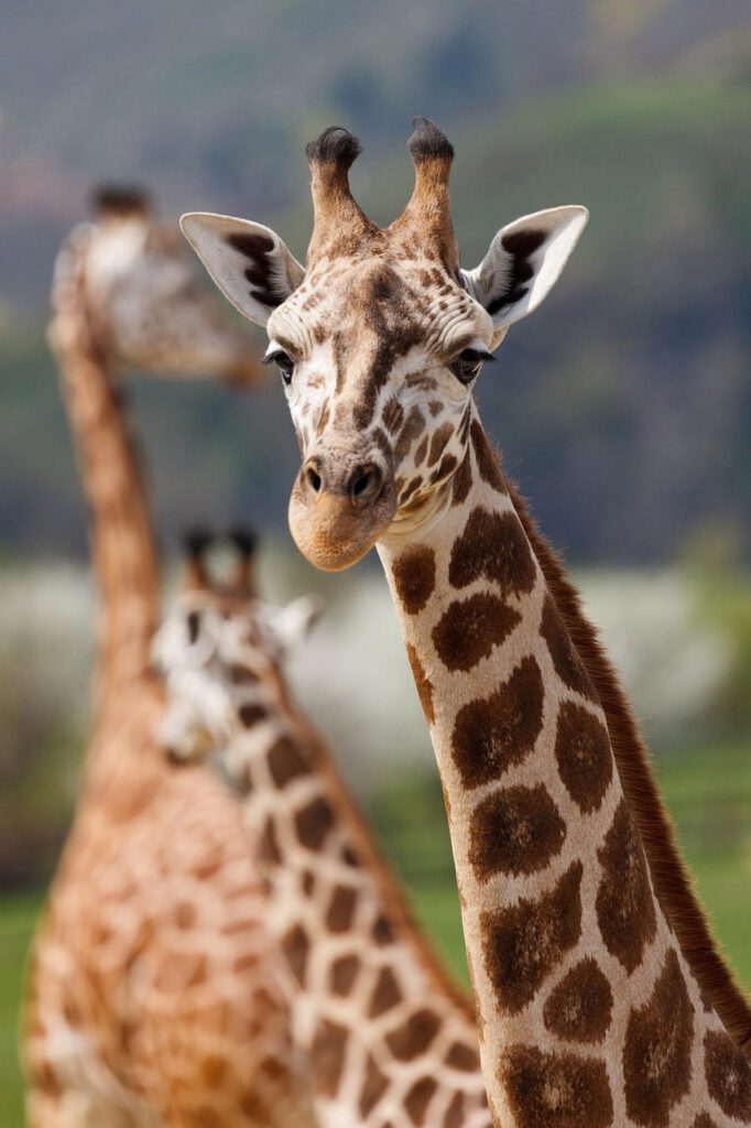 giraffe animal safari mammal 165200