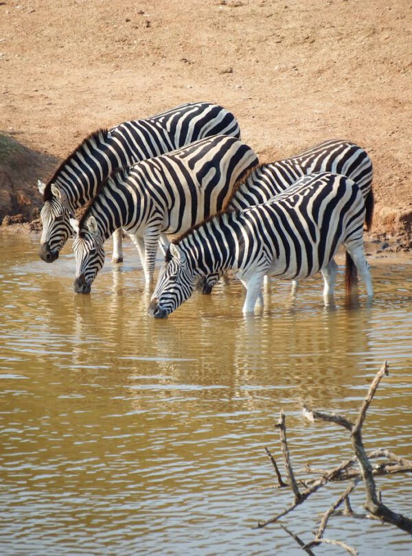 herd of zebra on body of water 259547