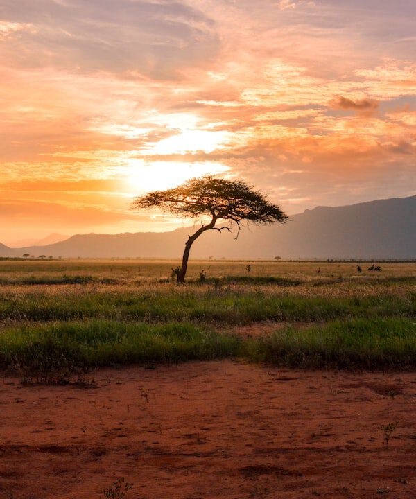 tree between green land during golden hour