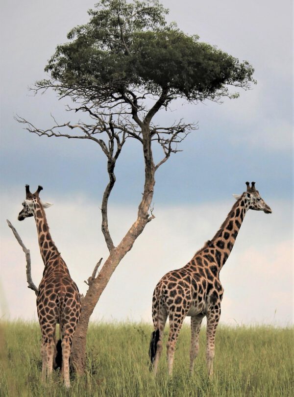 tree giraffes fields