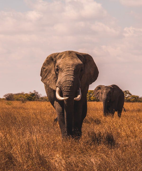 two elephants walking on grass covered ground