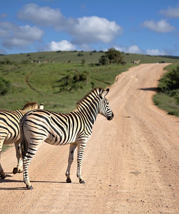 two zebras walking on brown path