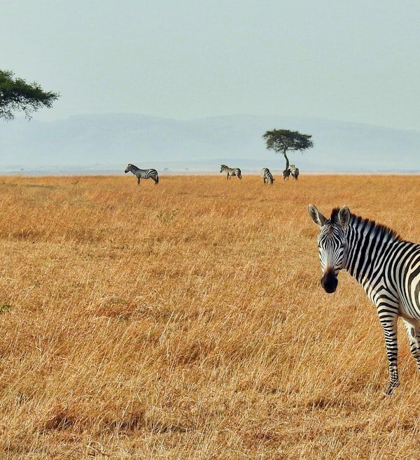 zebra in wild