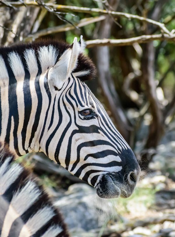 zebra stripes head zebra head 5522697