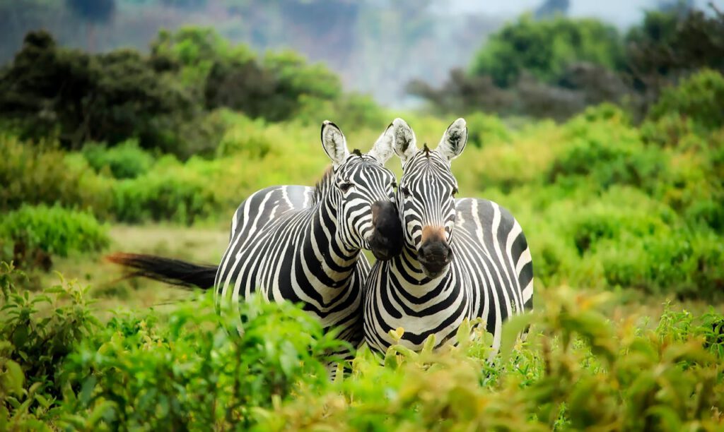 zebras zebras
