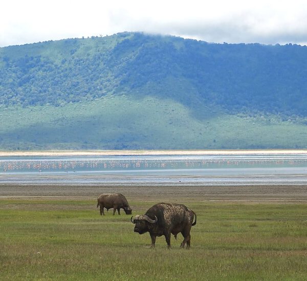 ngorongoro