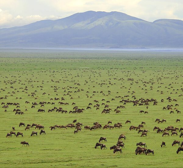 serengeti