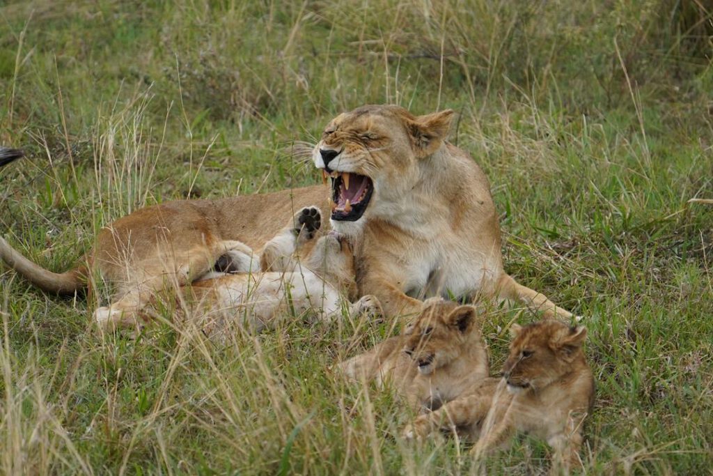 lioness and cubs