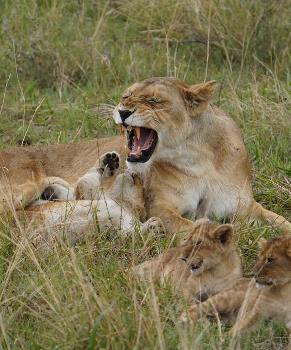 lioness and cubs
