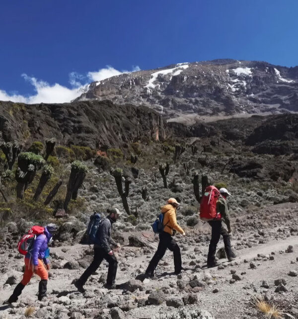 lemosho route hikers